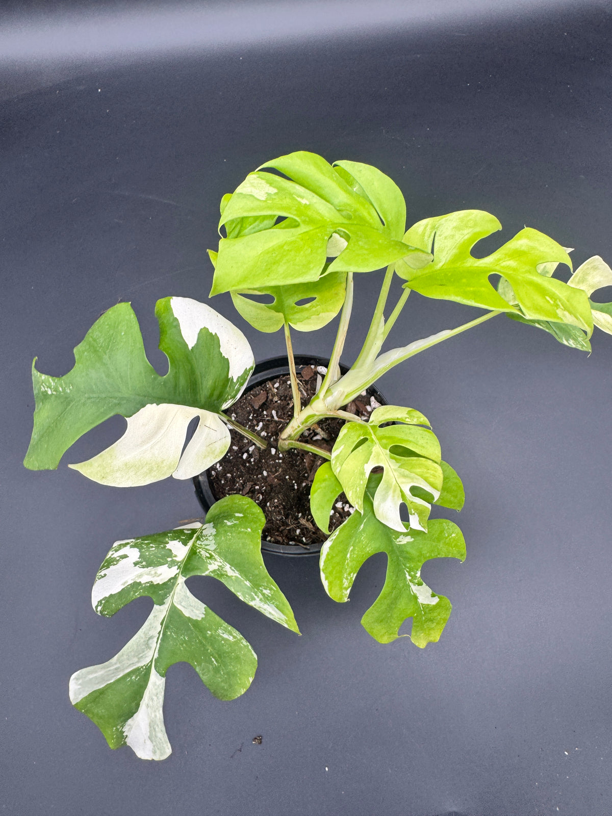 Rhaphidophora tetrasperma albo variegata