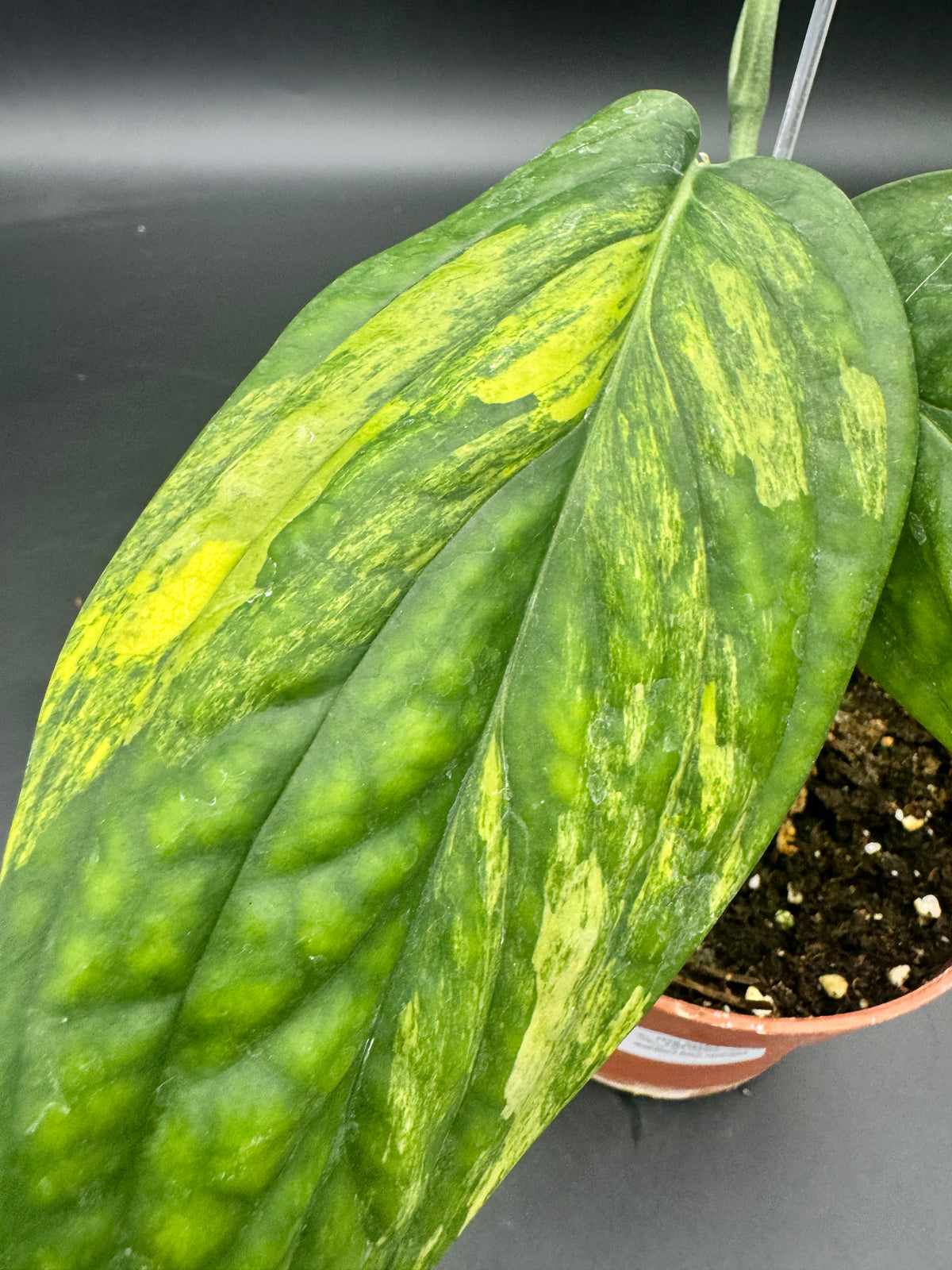 Monstera karstenanium Peru variegata