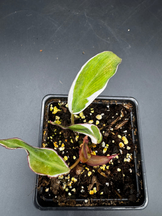 Philodendron micans velvet halo variegata
