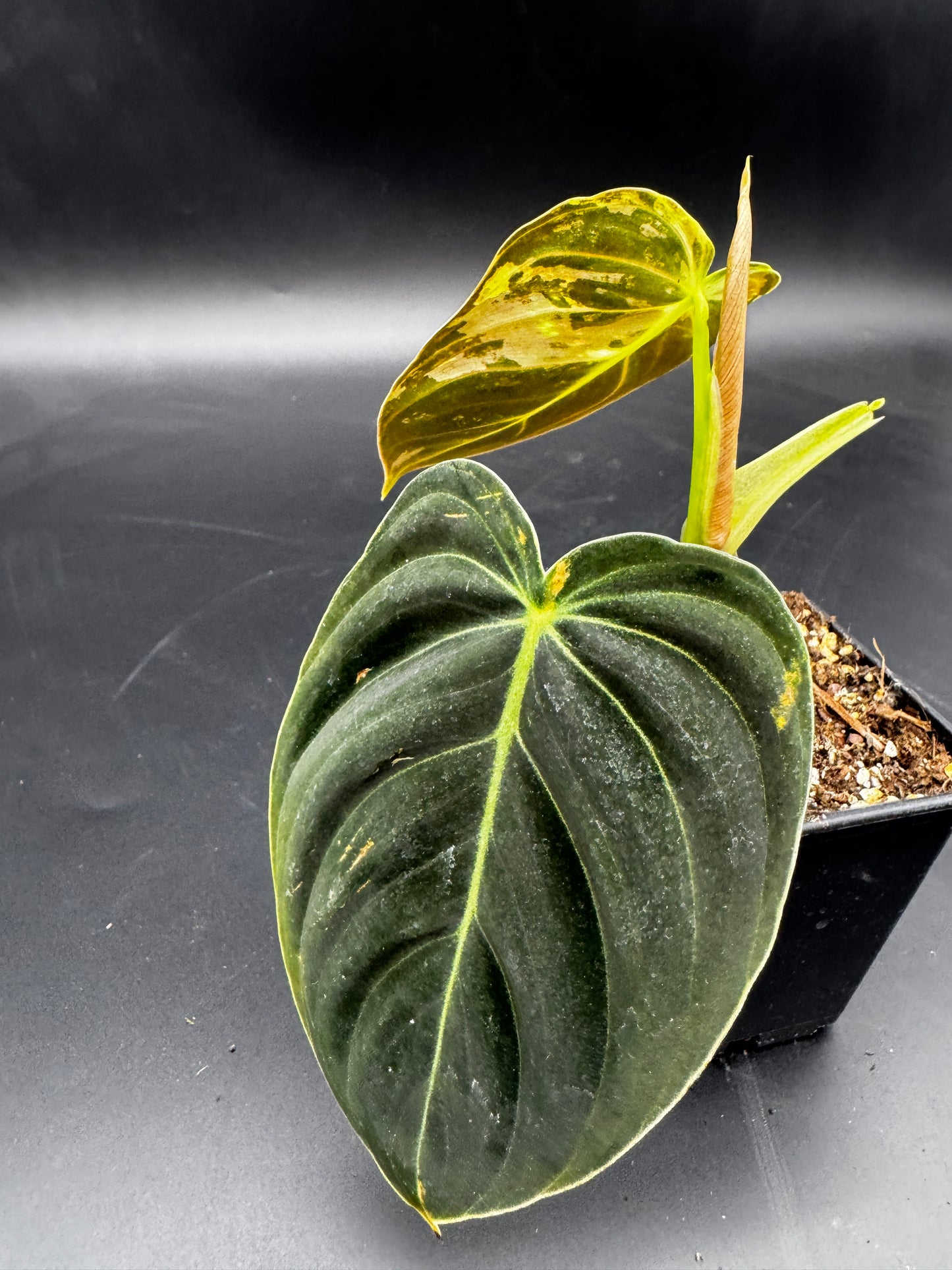 Philodendron melanochrysum variegata