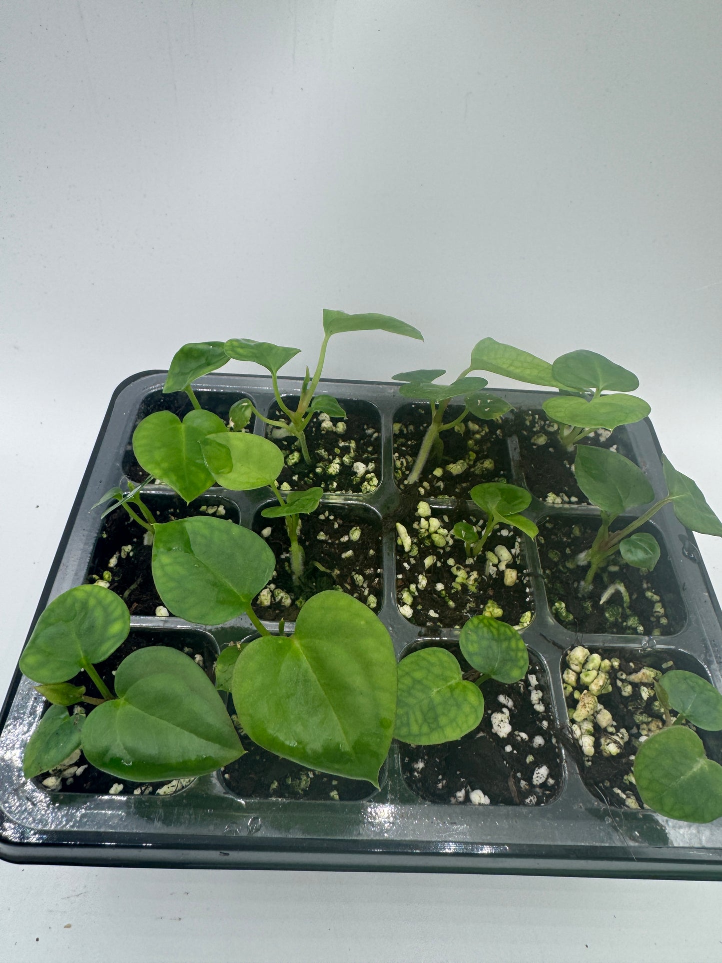 Anthurium Michelle x Michelle (1 Pflanze)