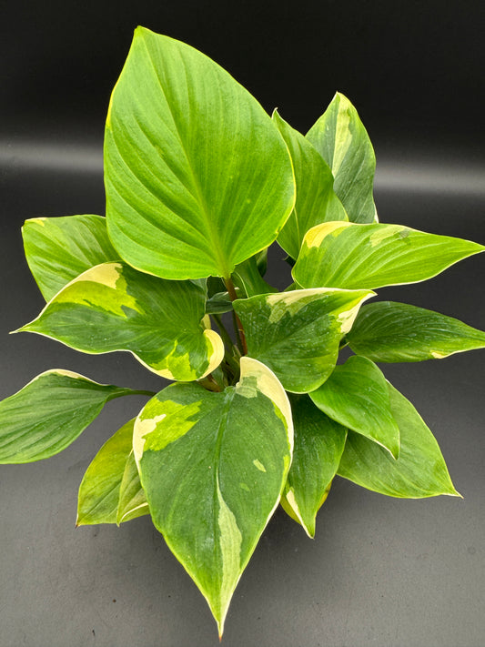 homalomena sunshine gem variegated