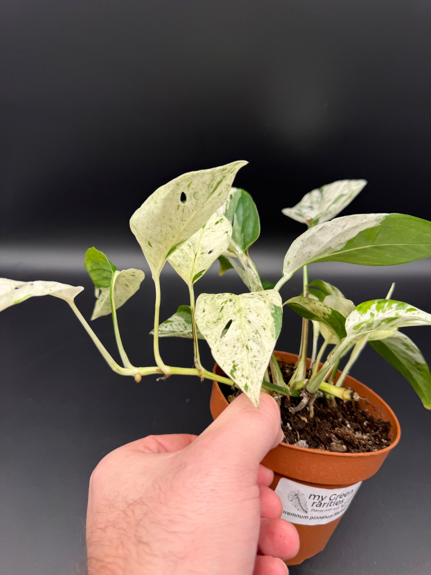 Epipremnum pinnatum marble variegata