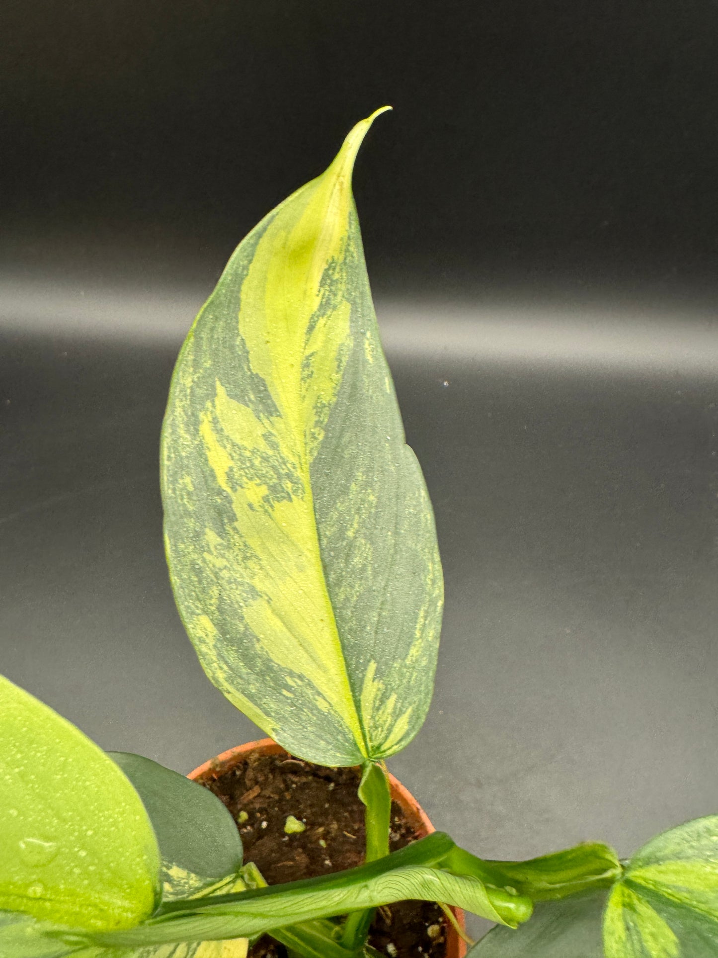 Philodendron Silver Sword variegata