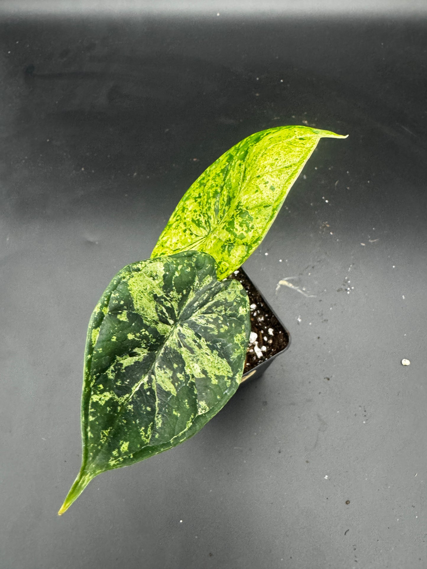 Alocasia Dragon scale mint variegata