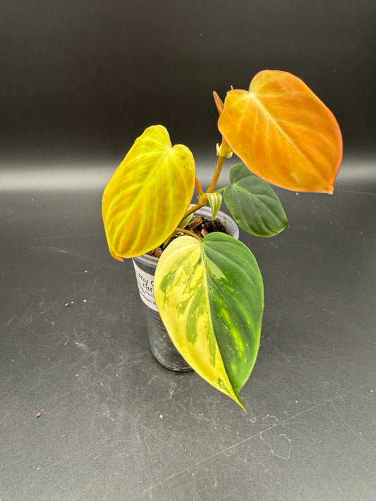 Philodendron Micans variegata