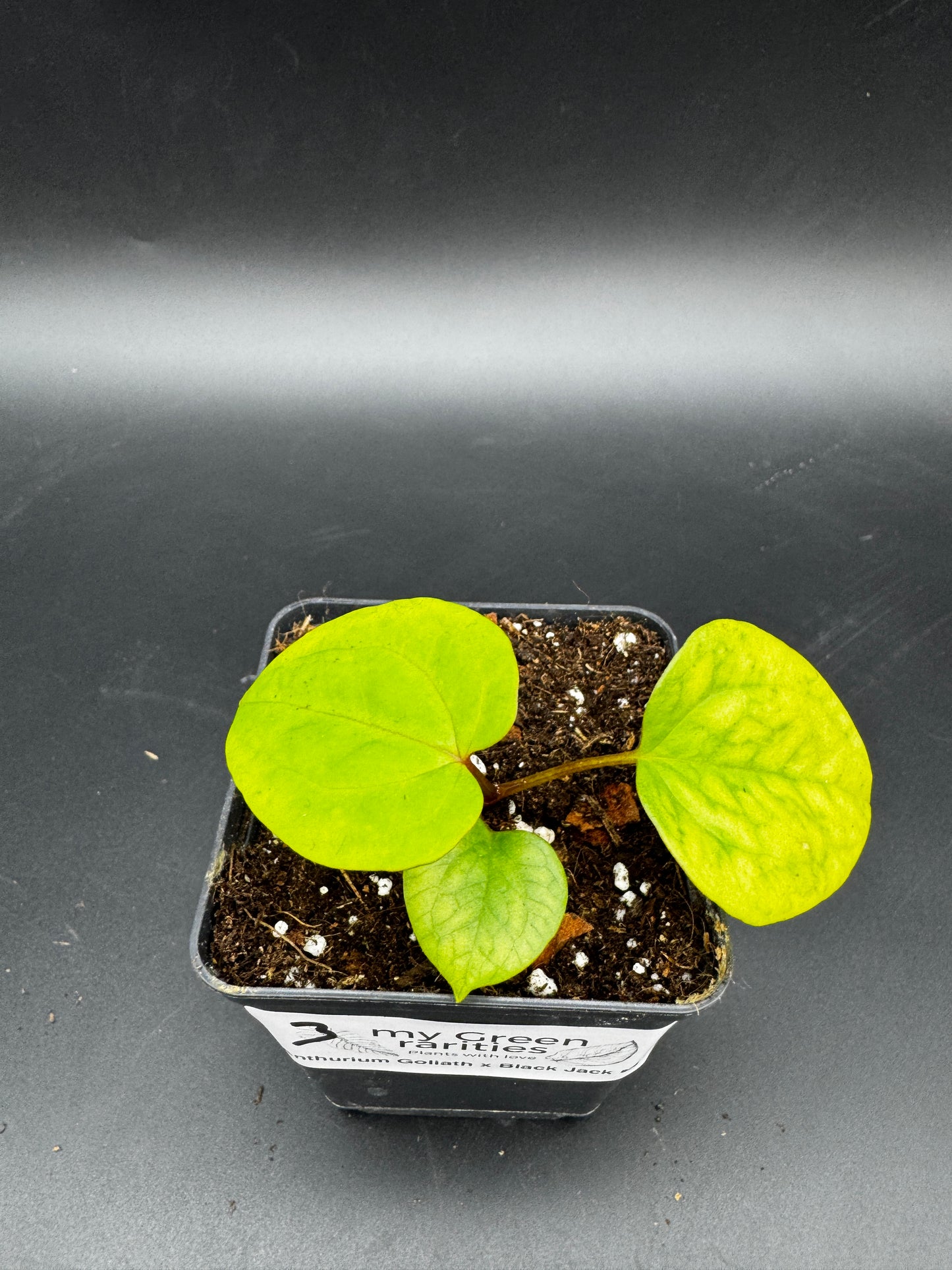 Anthurium Goliath x Black Jack