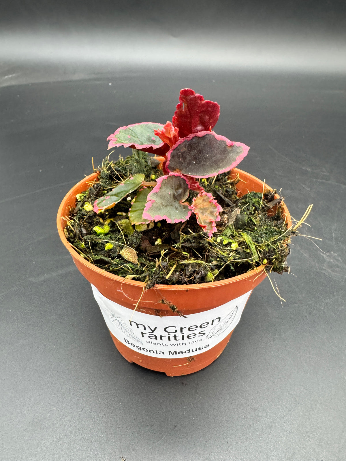 Begonia Medusa