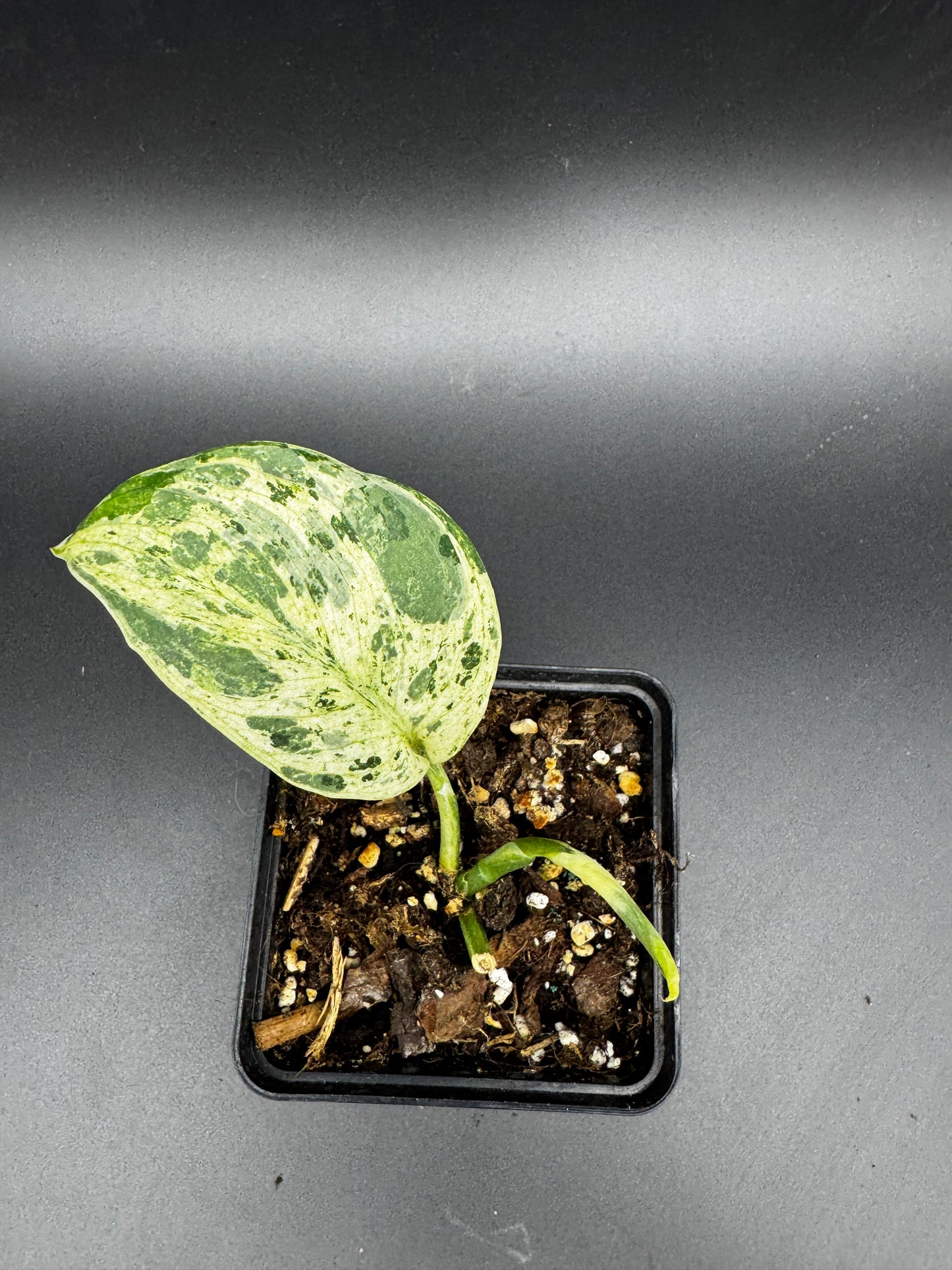 Scindapsus Silver Cloud variegata
