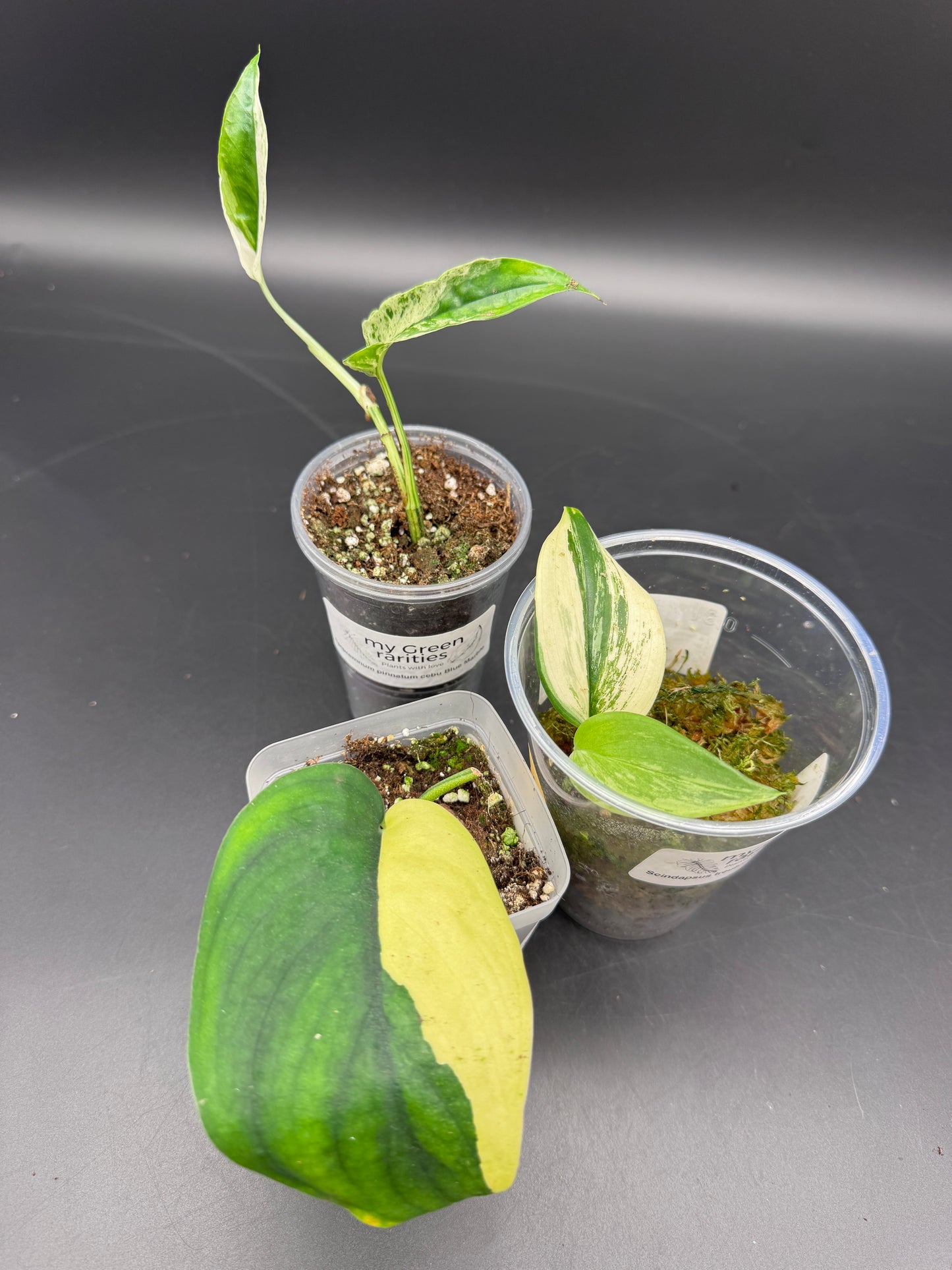 Variegated Choice Trio #1