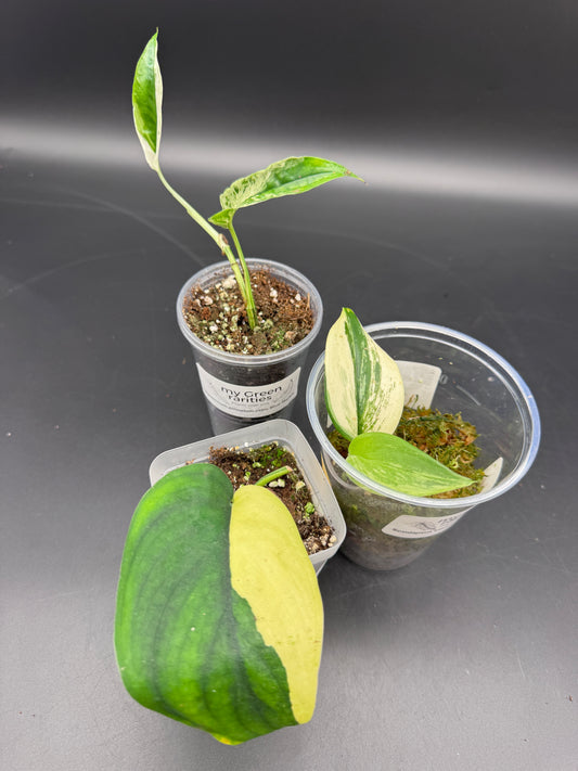 Variegated Choice Trio #1