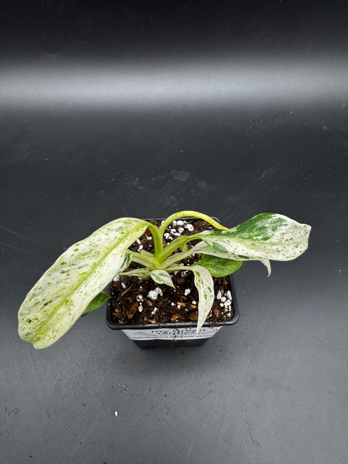 Rhaphidophora Puberula variegata