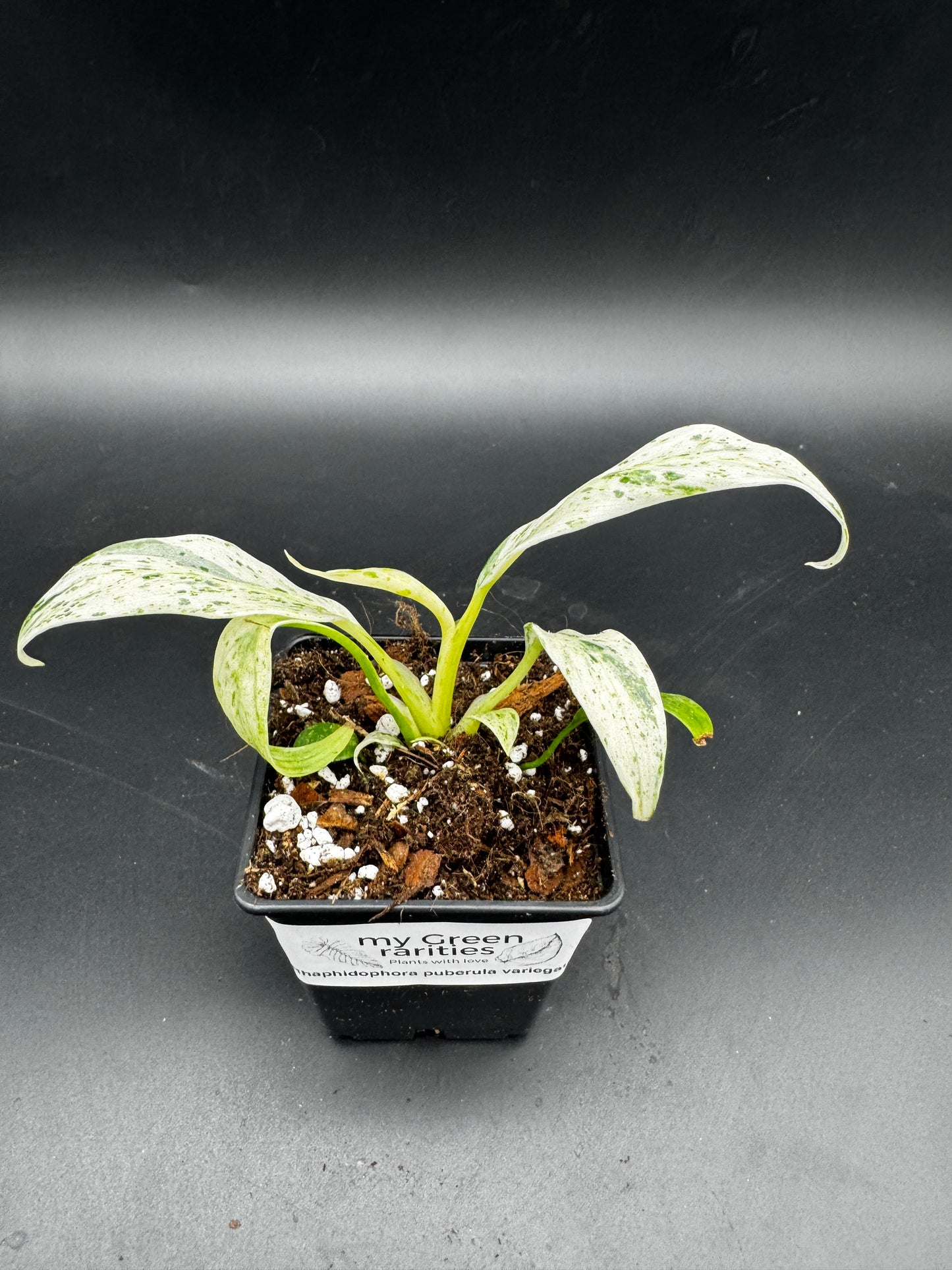 Rhaphidophora Puberula variegata
