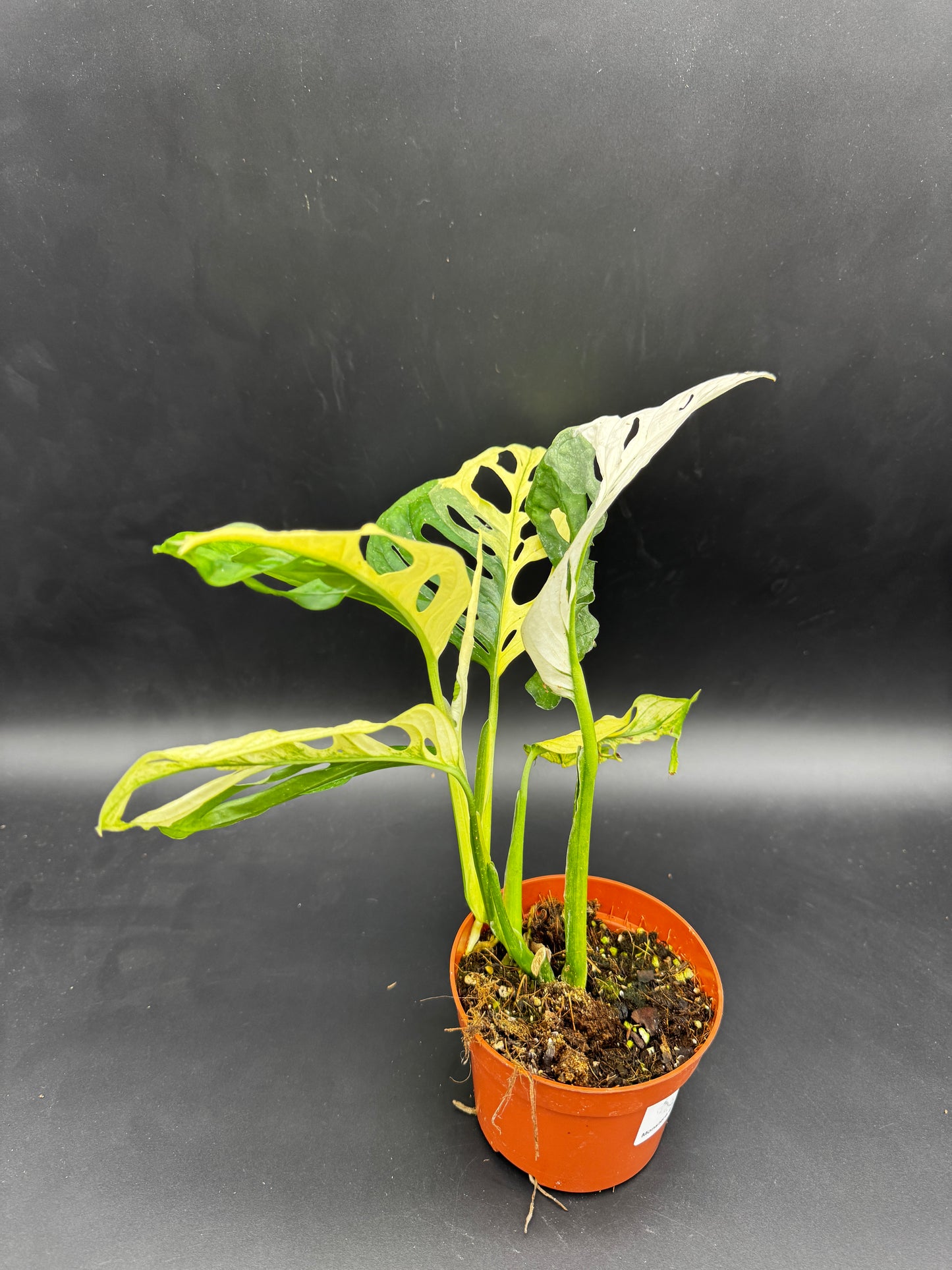 Monstera Adansonii Albo variegata