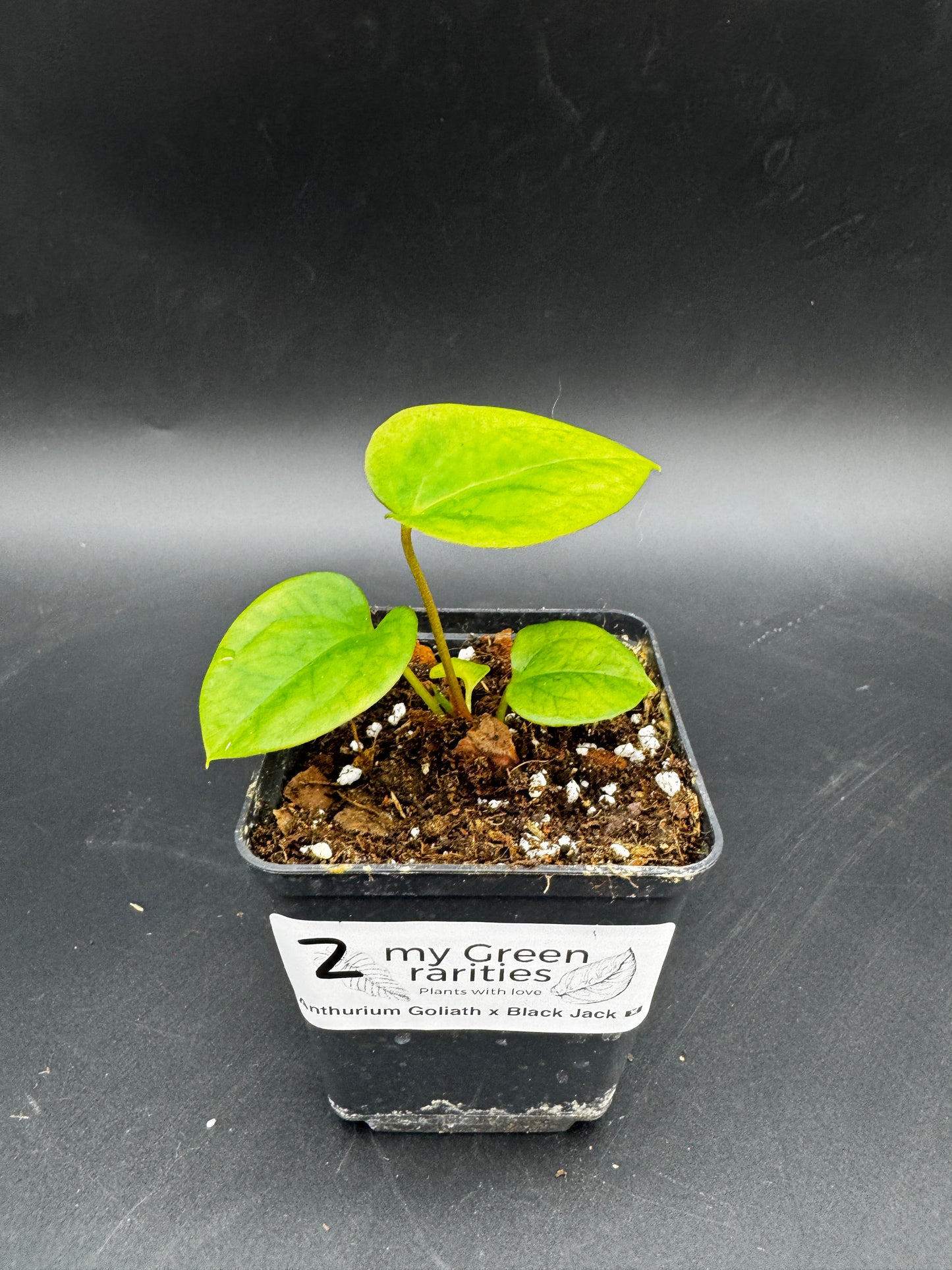 Anthurium Goliath x Black Jack