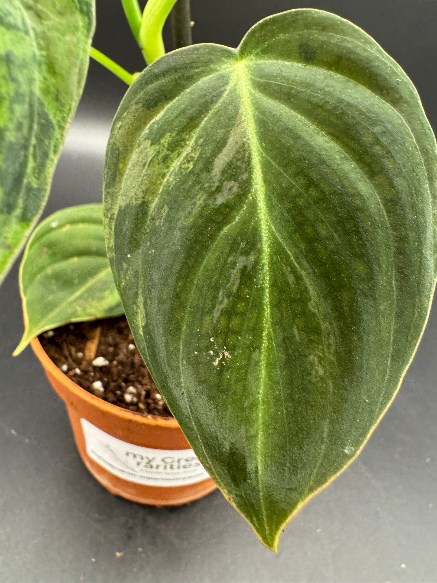 Philodendron melanochrysum variegata