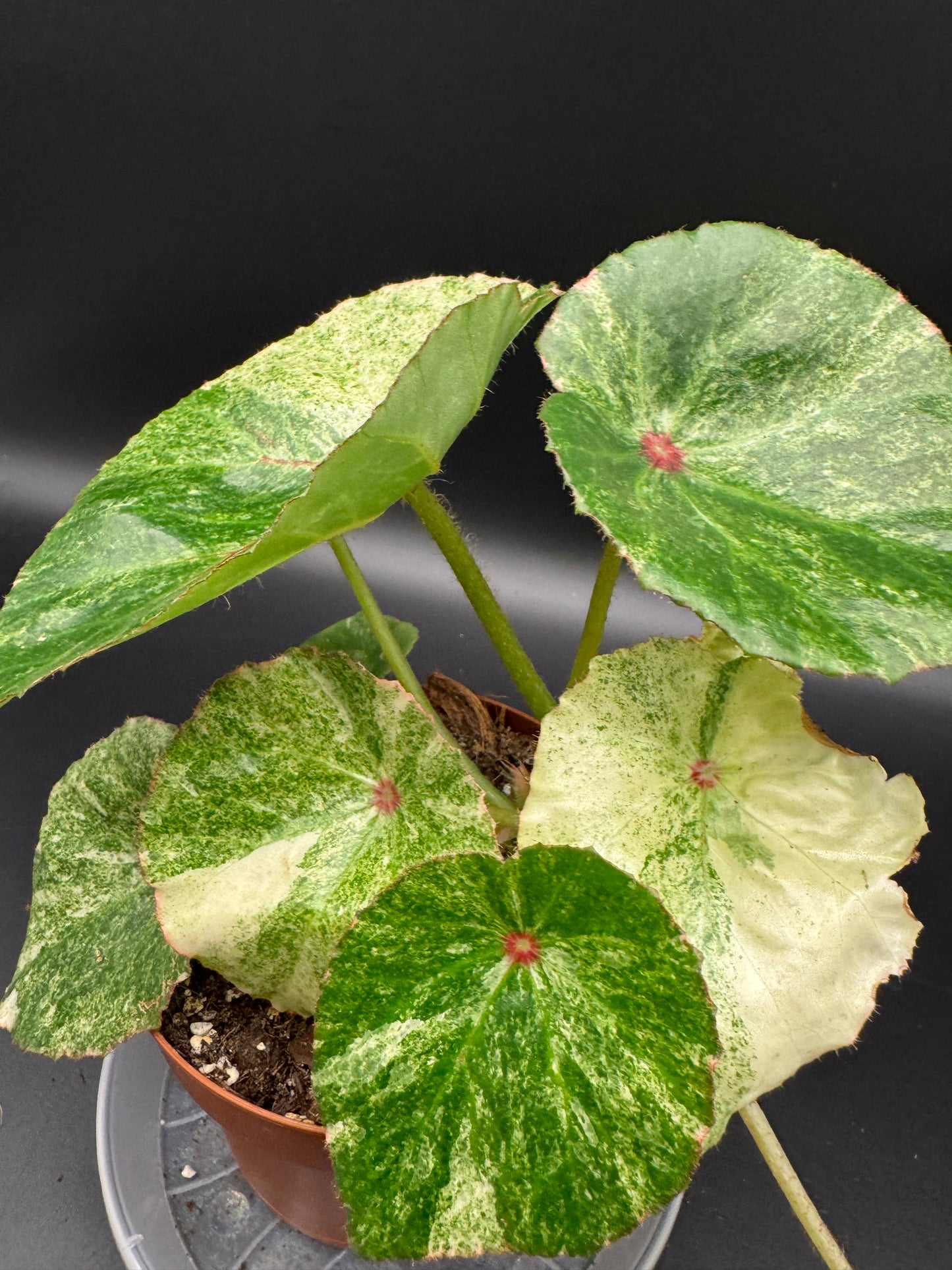 Begonia Rouge variegata