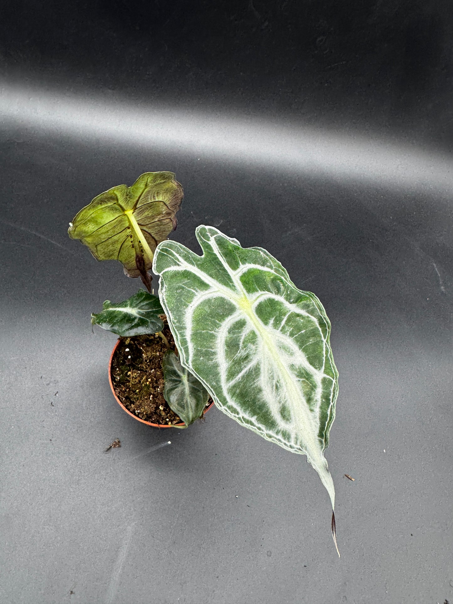 Alocasia Venom
