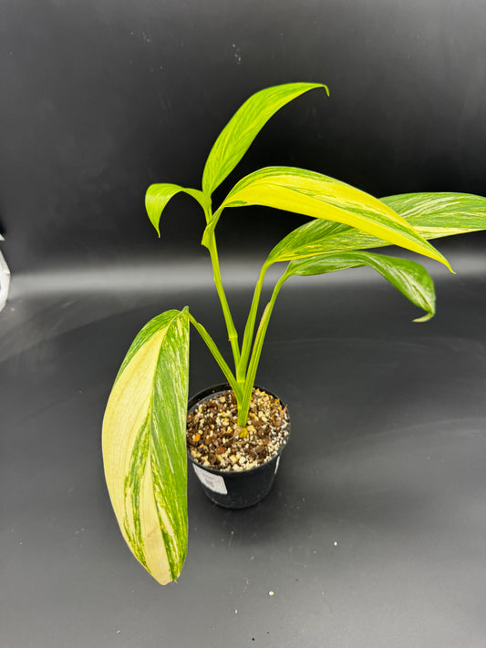 Epipremnum Amplissimum Aurea variegata