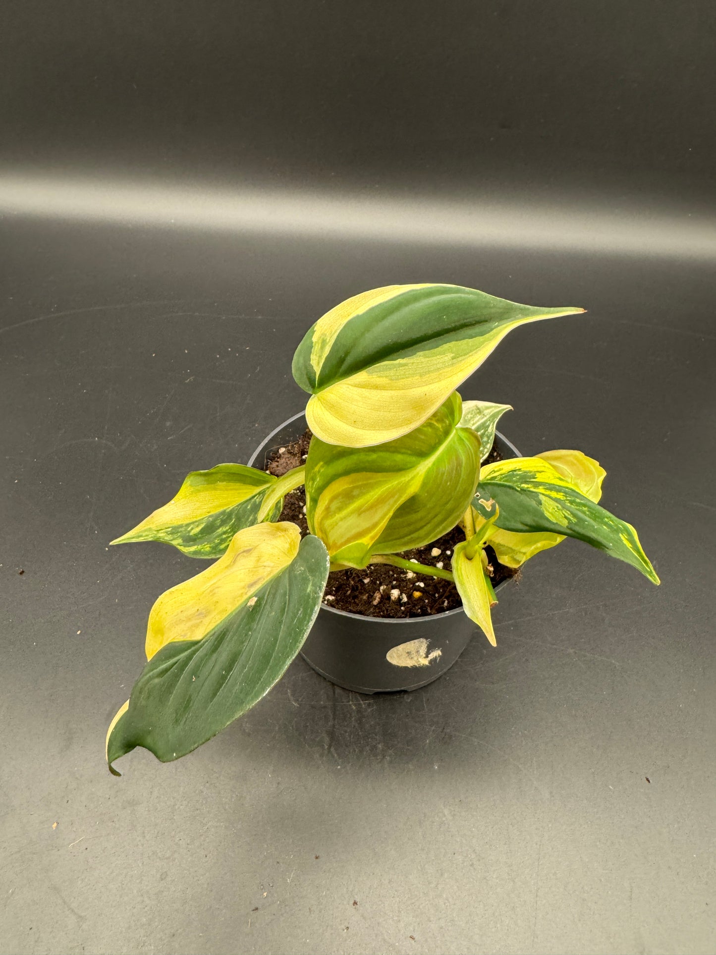 Philodendron micans variegata