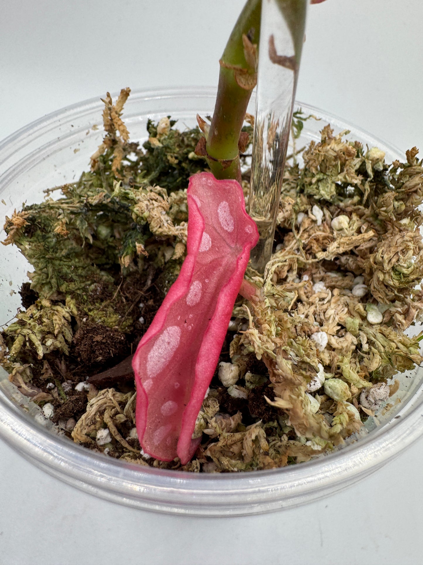 Begonia maculata pink variegata