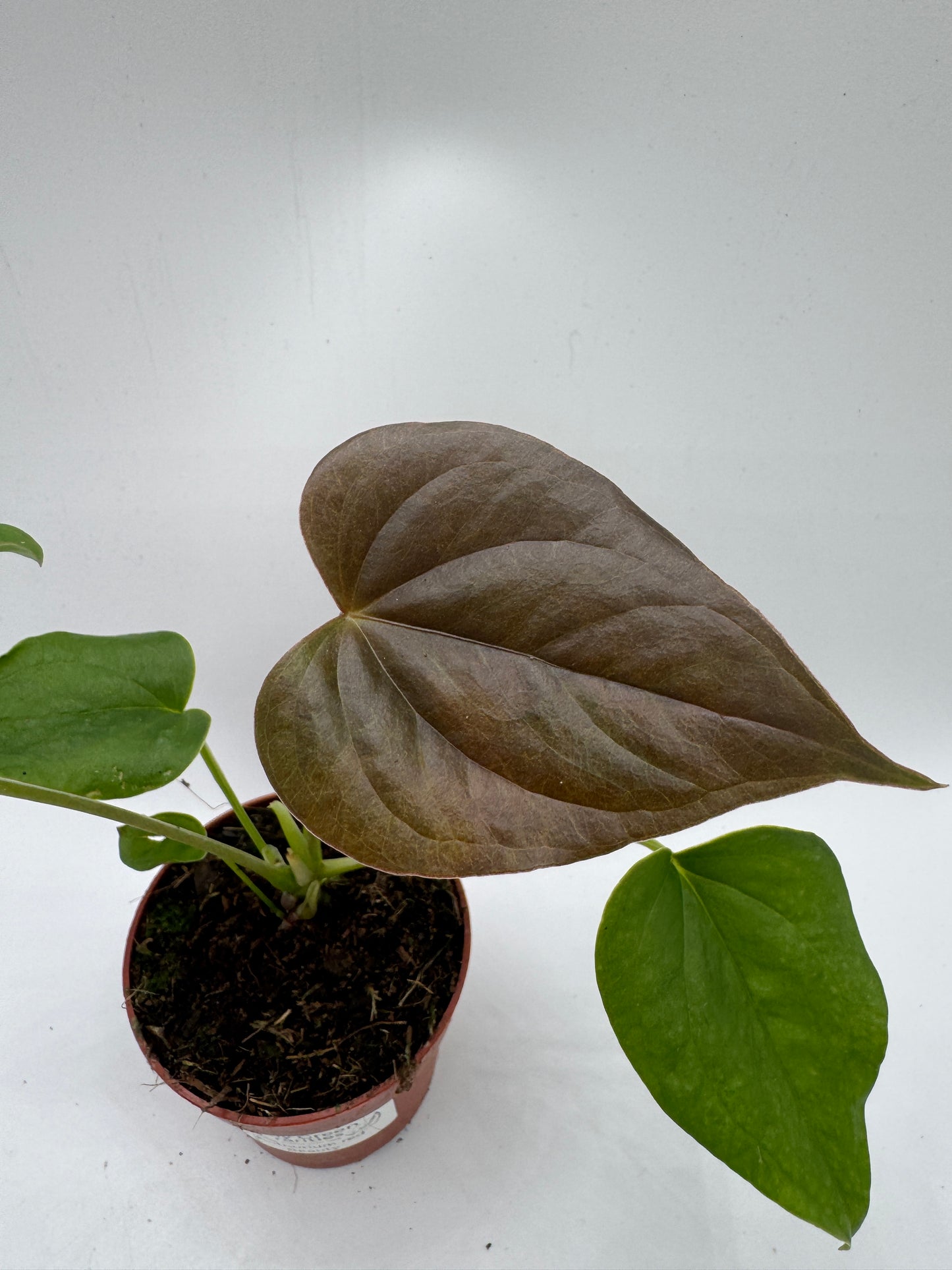 Anthurium red Beauty