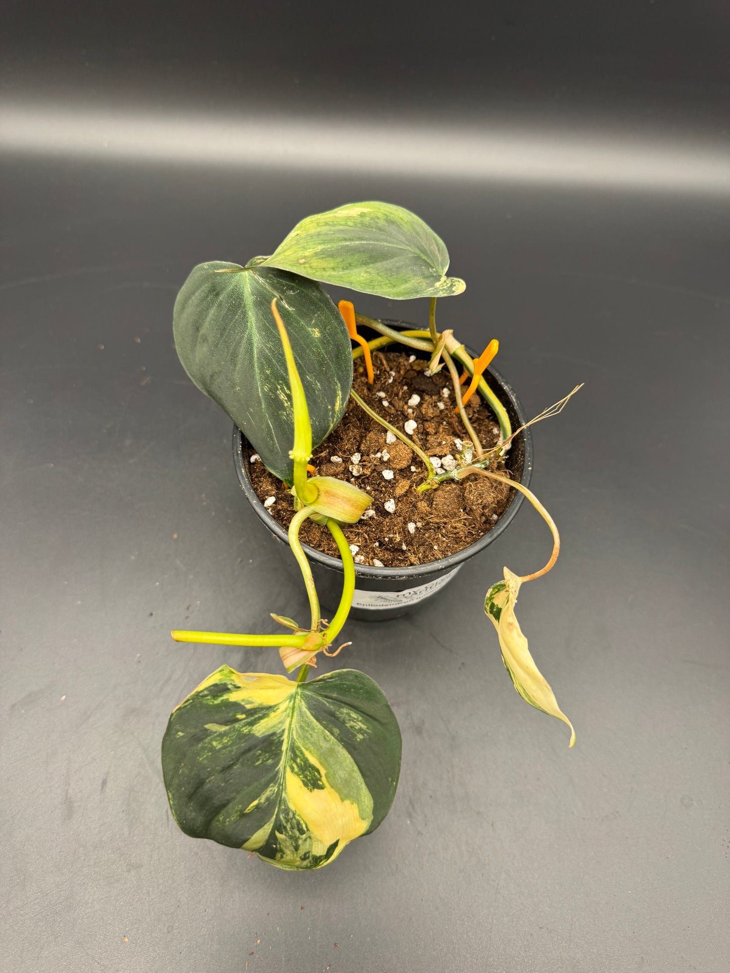 Philodendron micans variegata