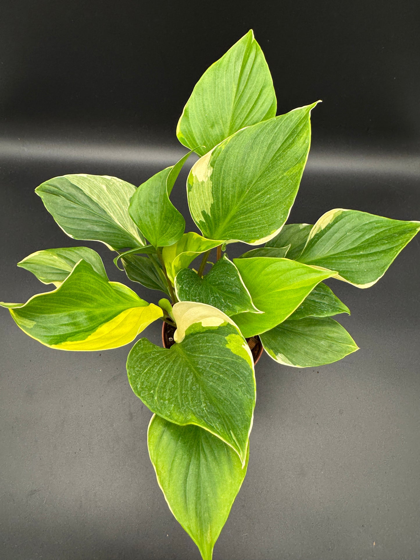 homalomena sunshine gem variegated