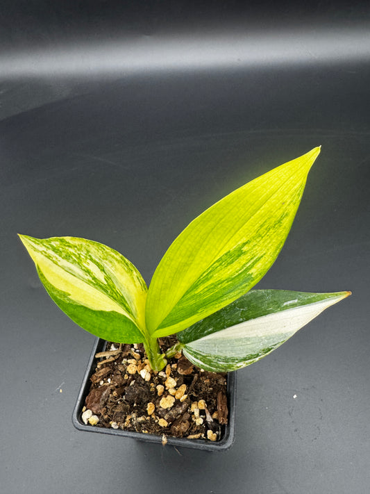 Epipremnum amplissimum Aurea