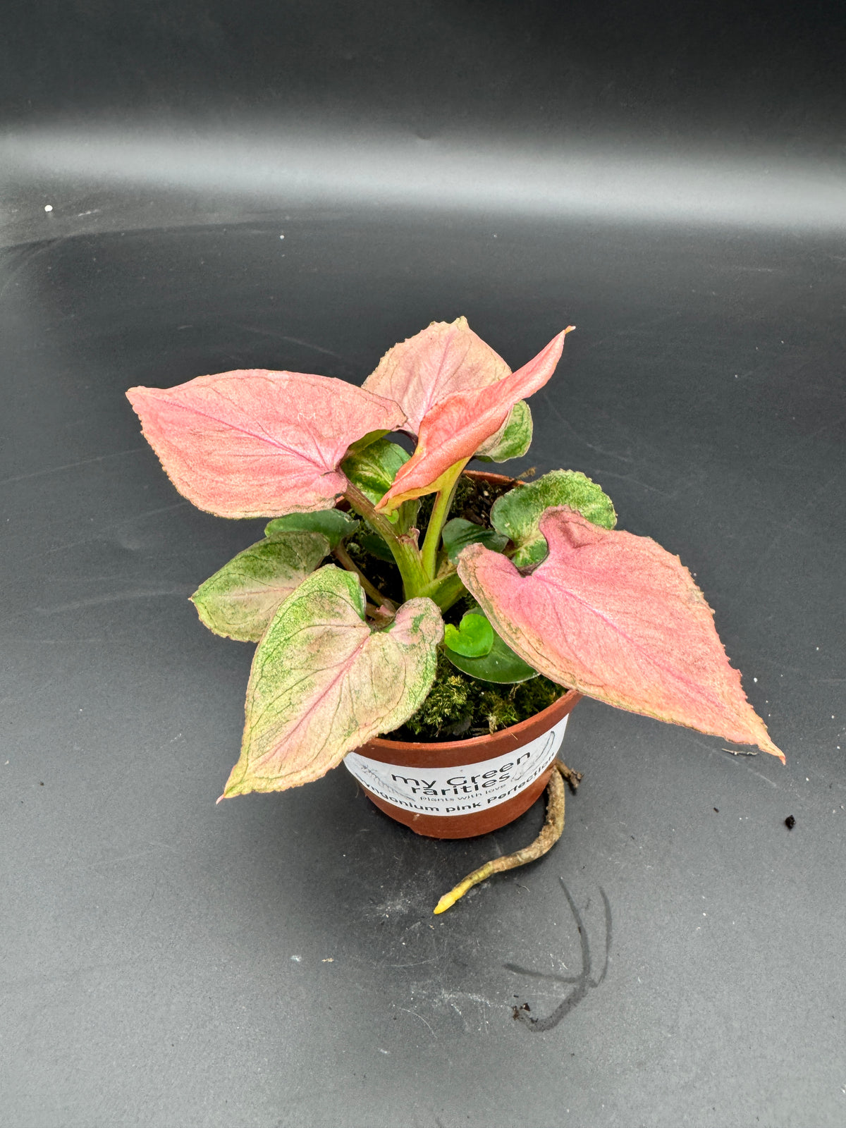 Syngonium pink perfection