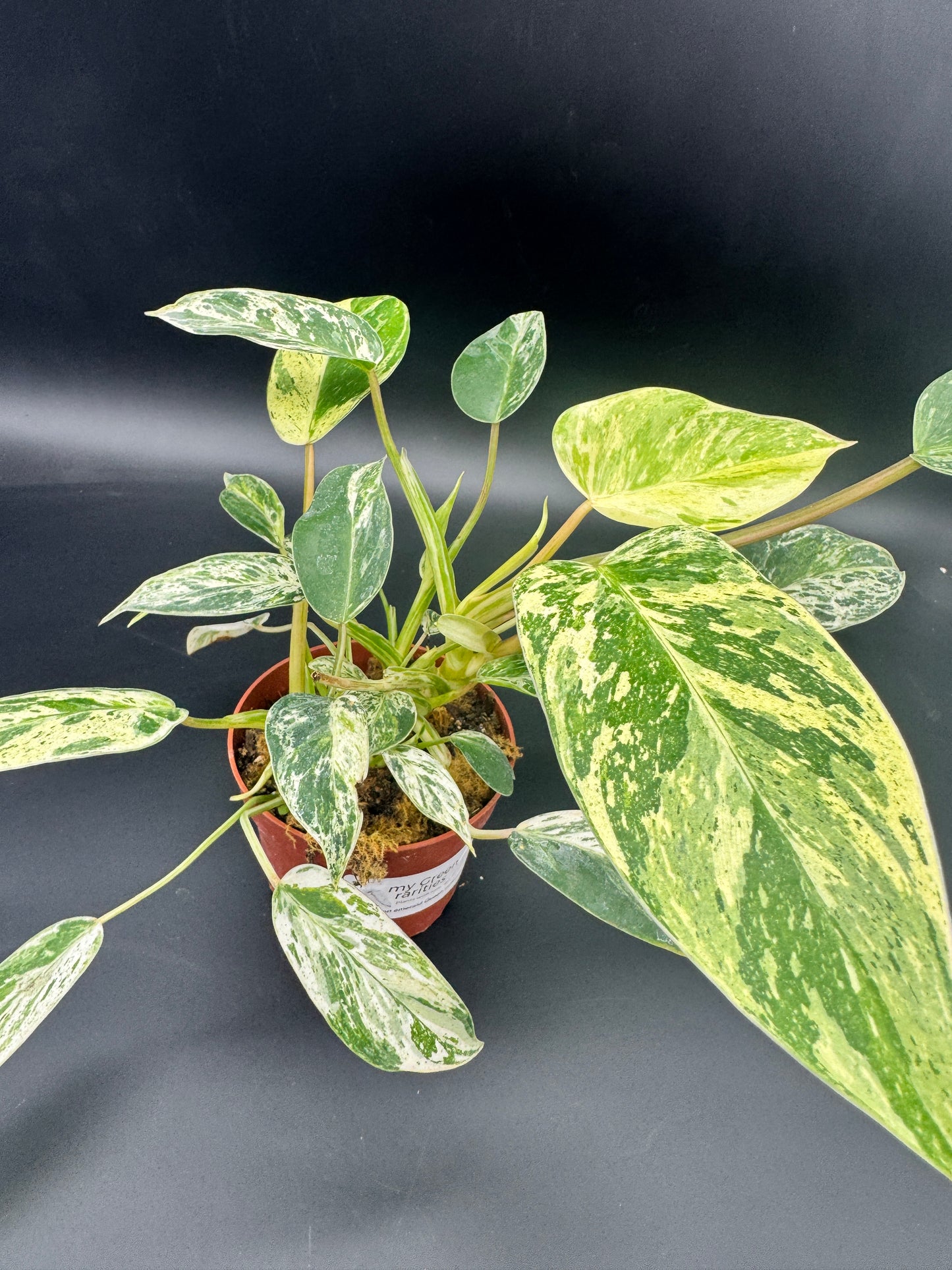 Philodendron Emerald Queen Variegata