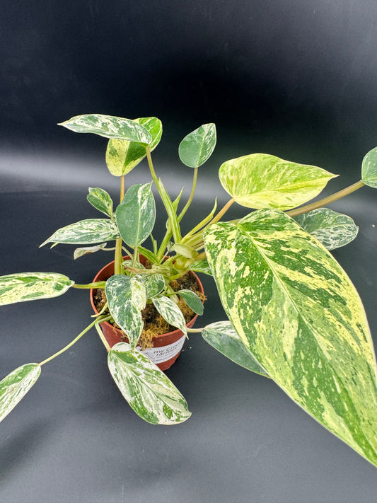 Philodendron Emerald Queen Variegata