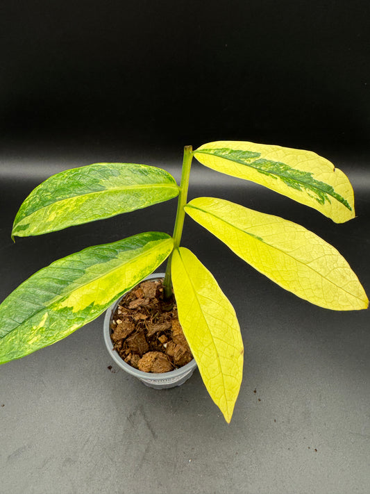 Zomioculcas sp. Kenia Green variegata