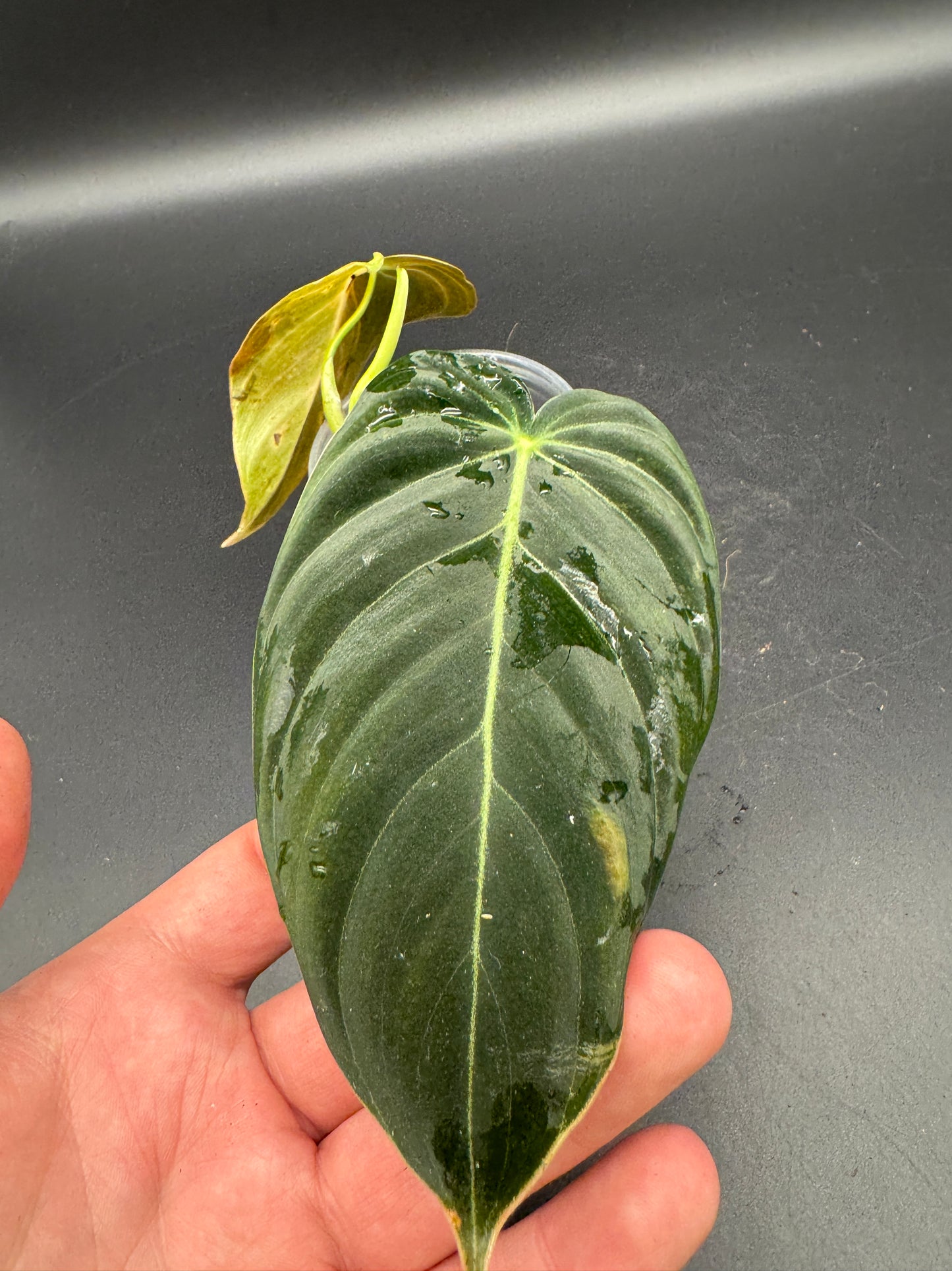 Philodendron melanochrysum variegata