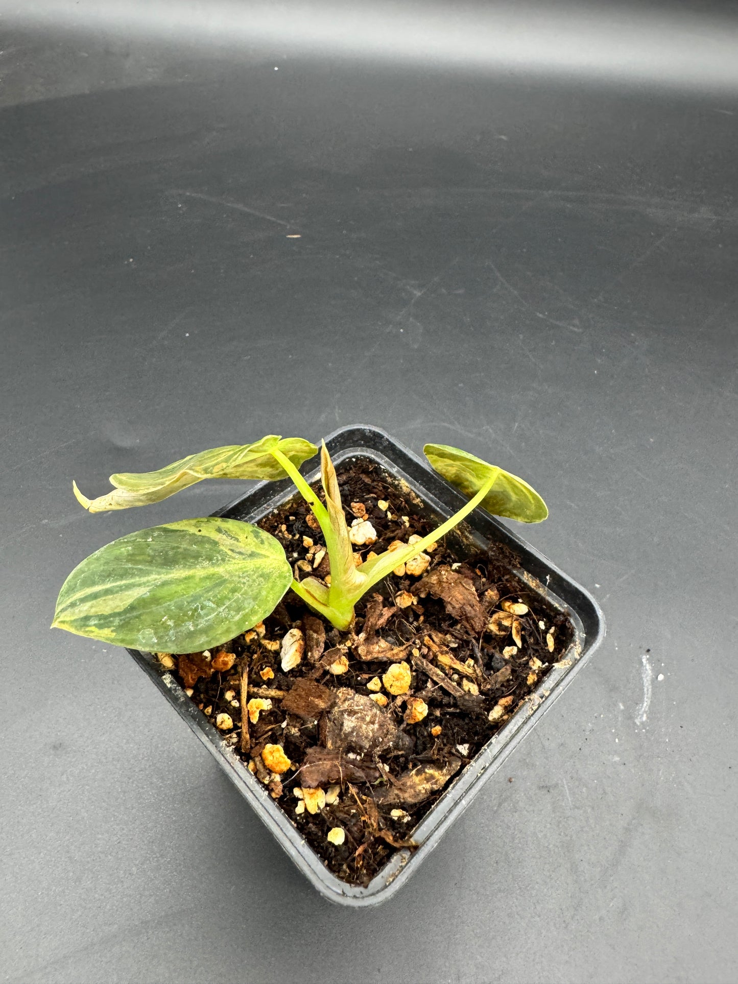 Philodendron melanochrysum variegata