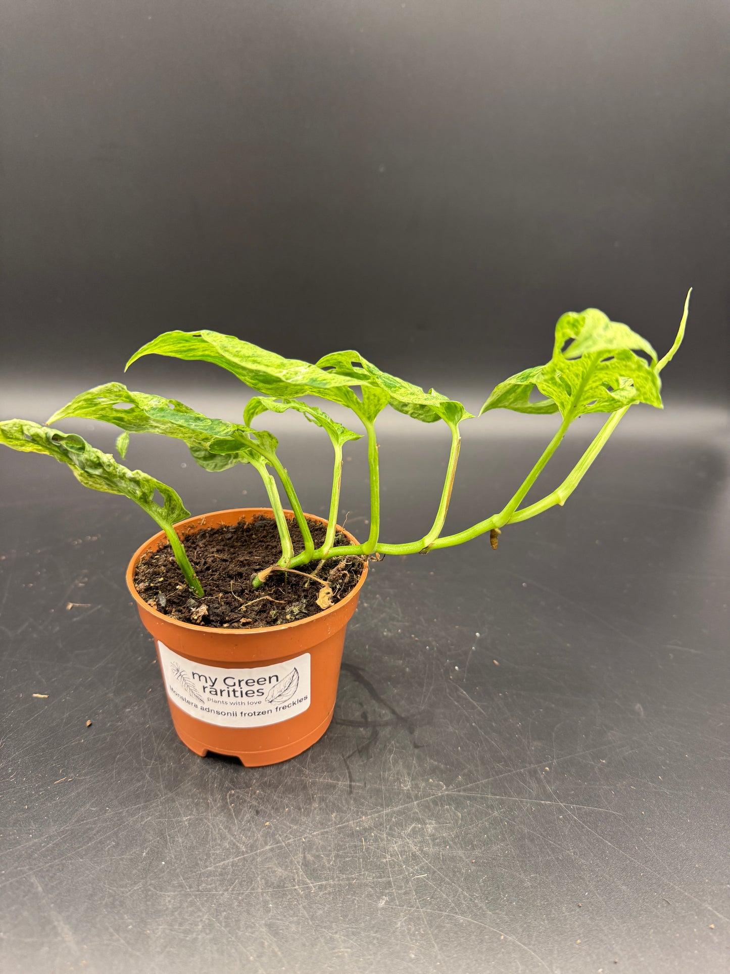 Monstera adansonii Frozen freckles