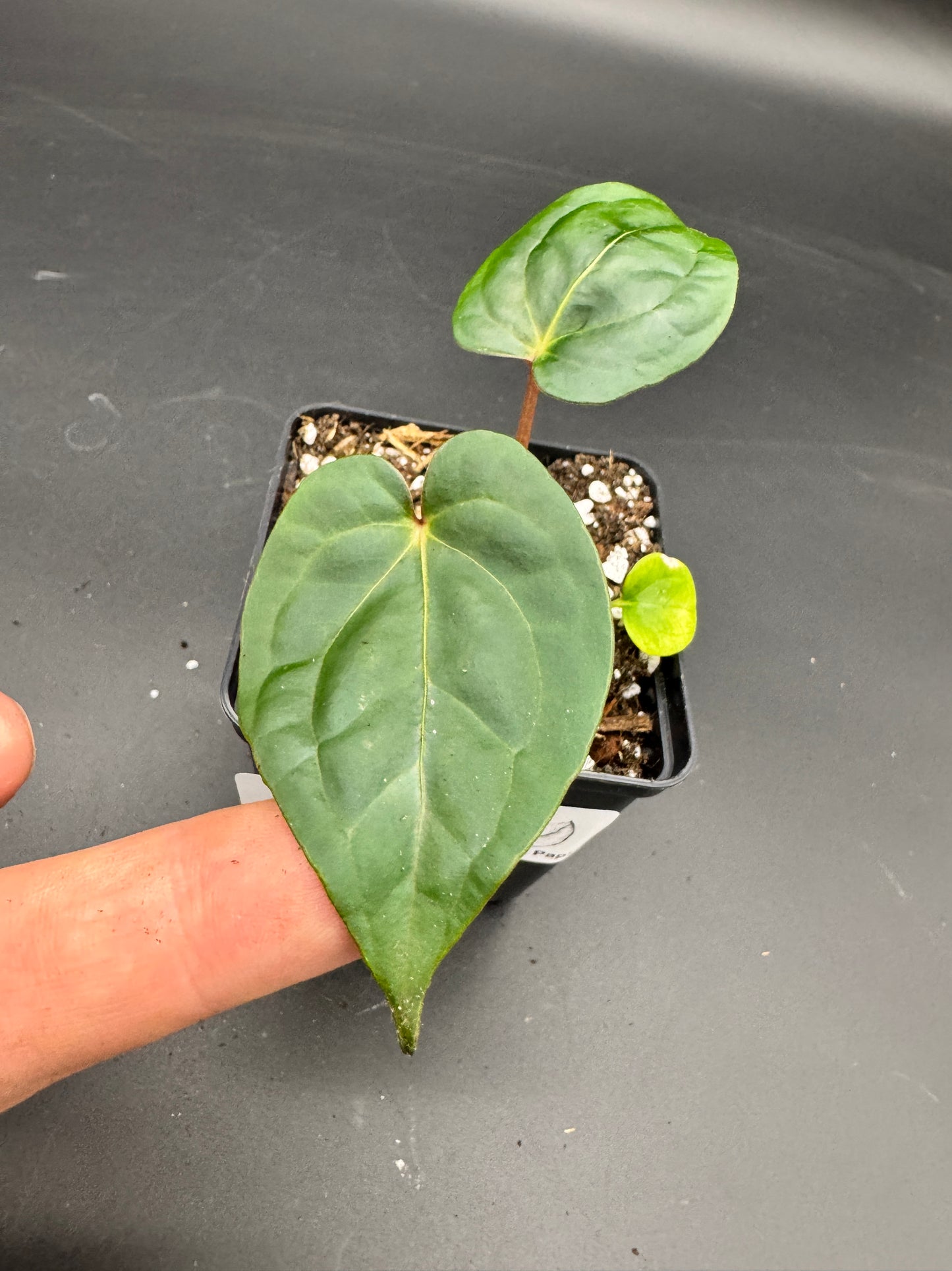 Anthurium Ace of spades df x gf x blue Papillilaminum