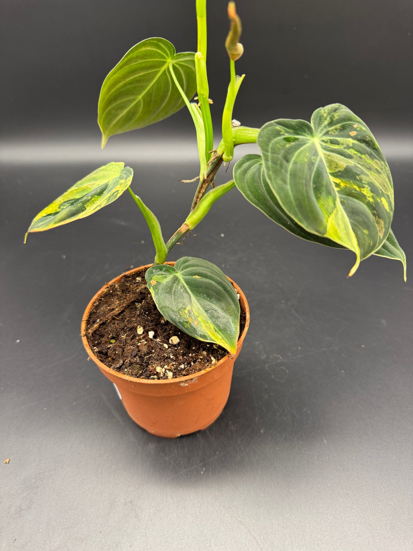 Philodendron melanochrysum variegata Basis gut bewurzelt mit 2 Austrieben