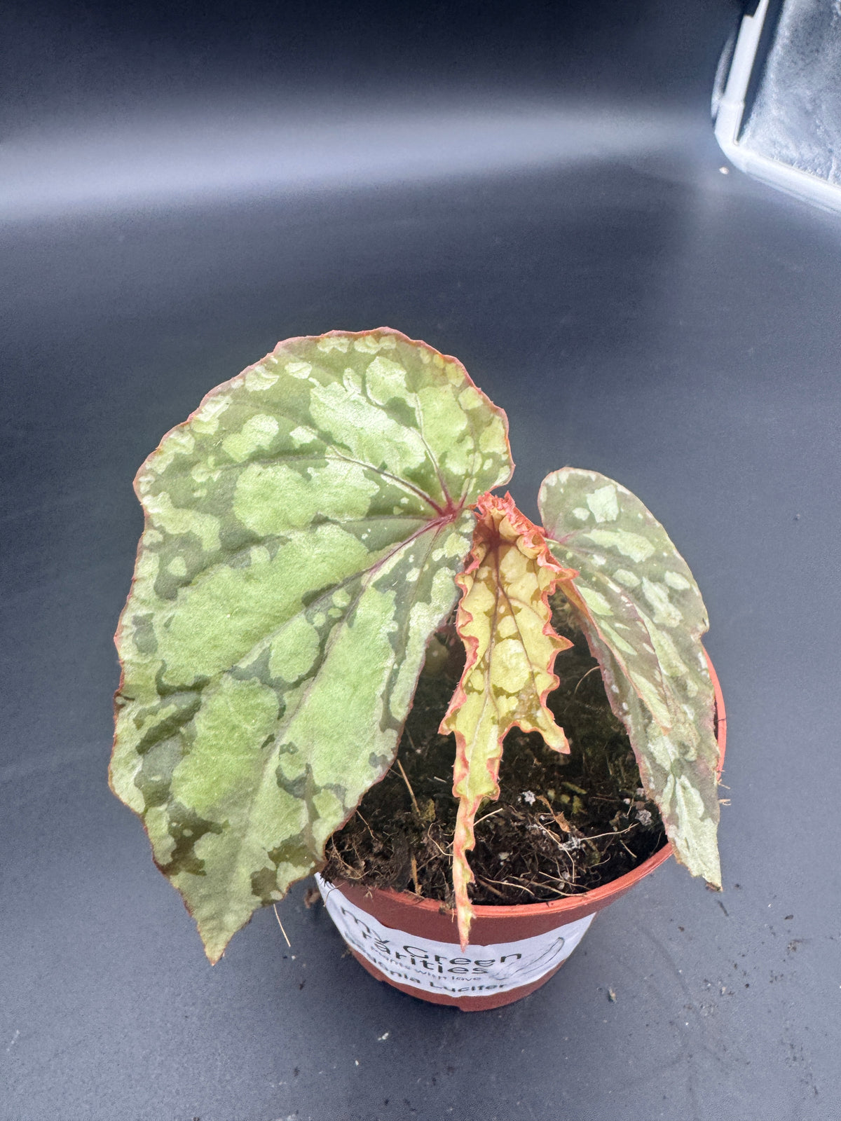 Begonia Lucifer