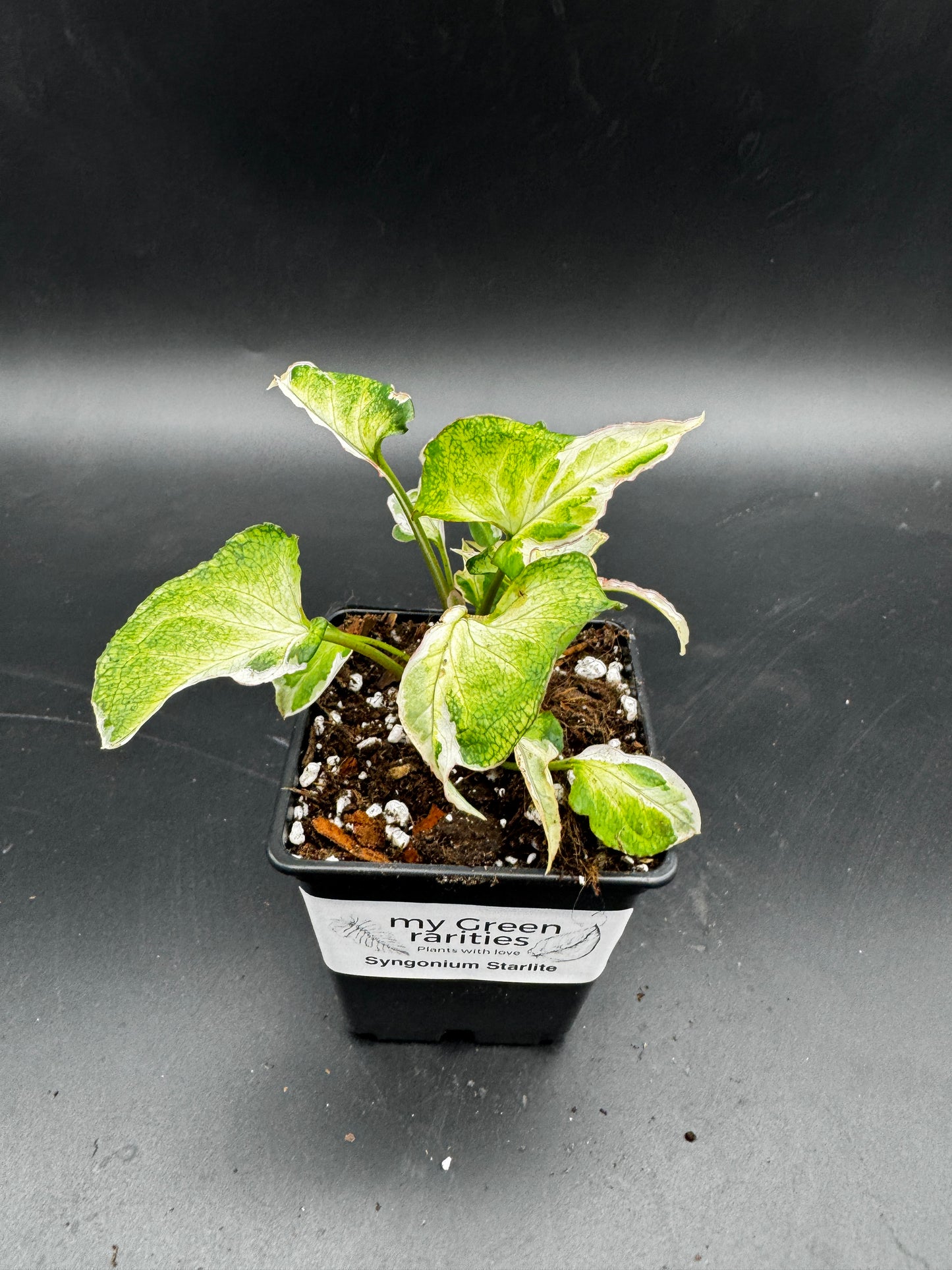 Syngonium Starlite