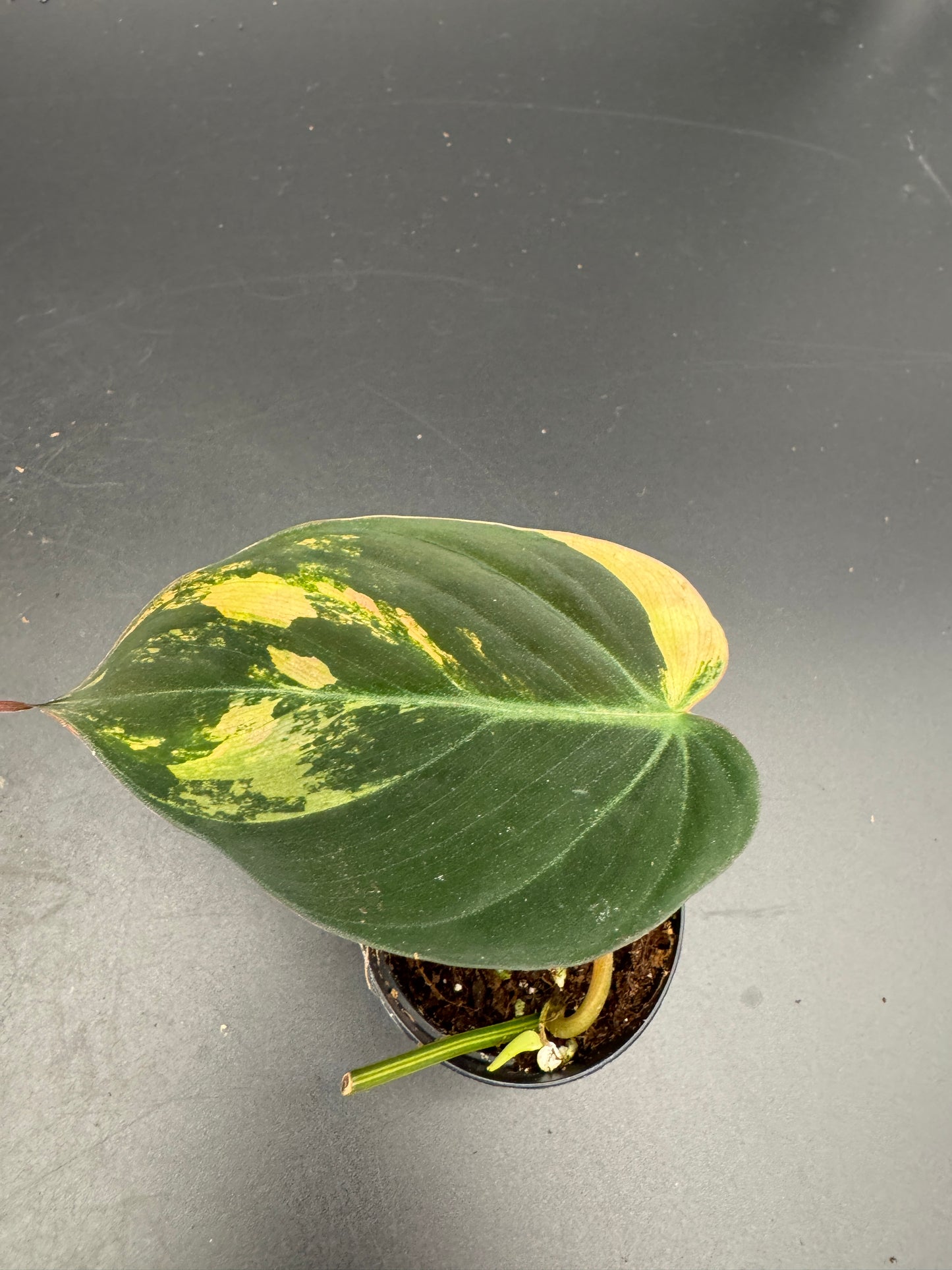 Philodendron micans variegata