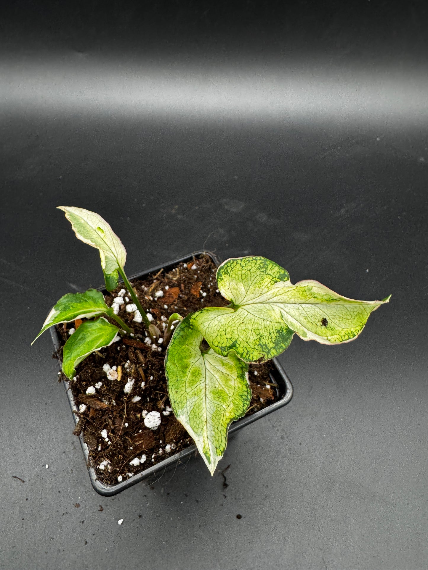 Syngonium Starlite