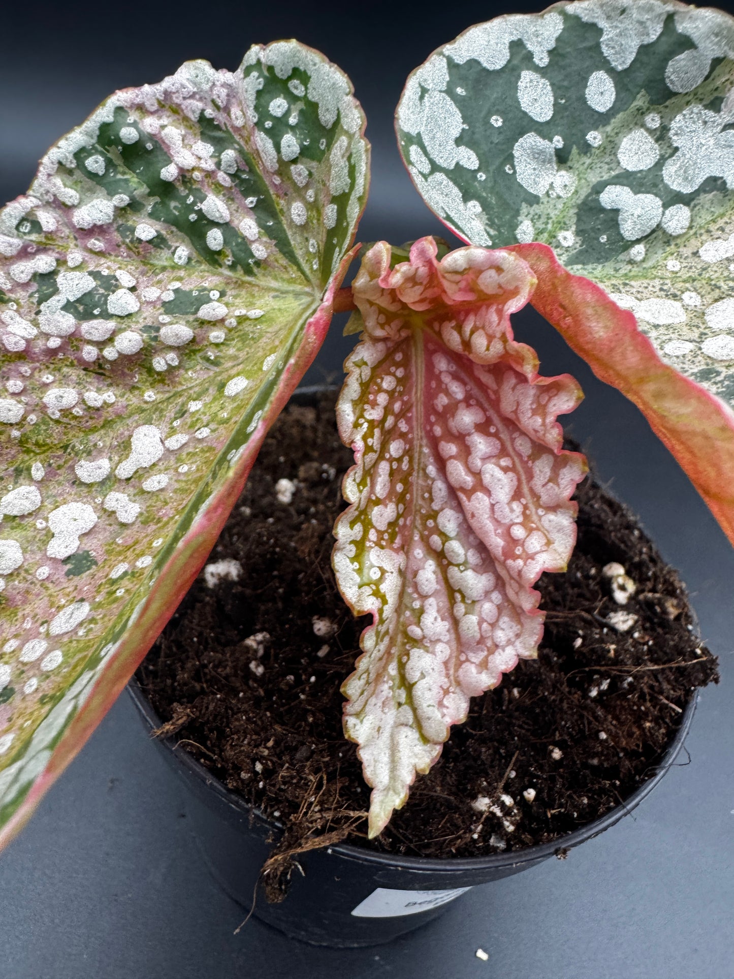 Begonia Snow capped pink variegata