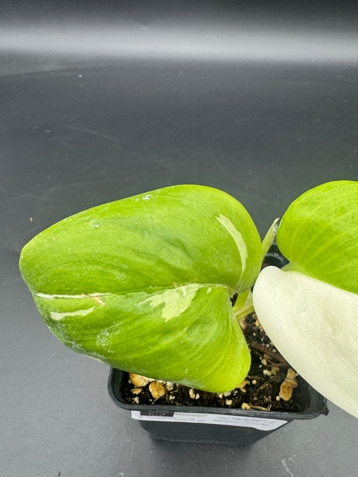 Scindapsus treubii moonlight albo variegata