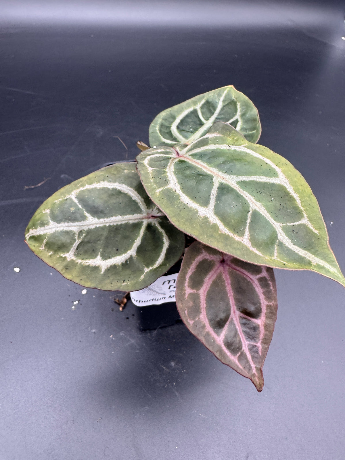 Anthurium Michelle x Michelle