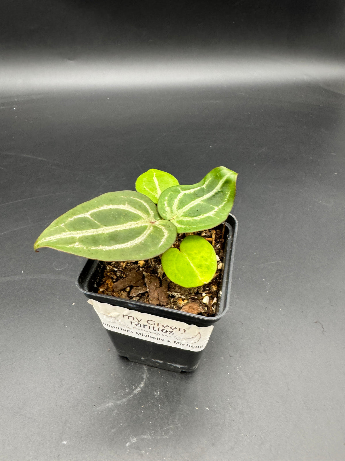 Anthurium Michelle x Michelle