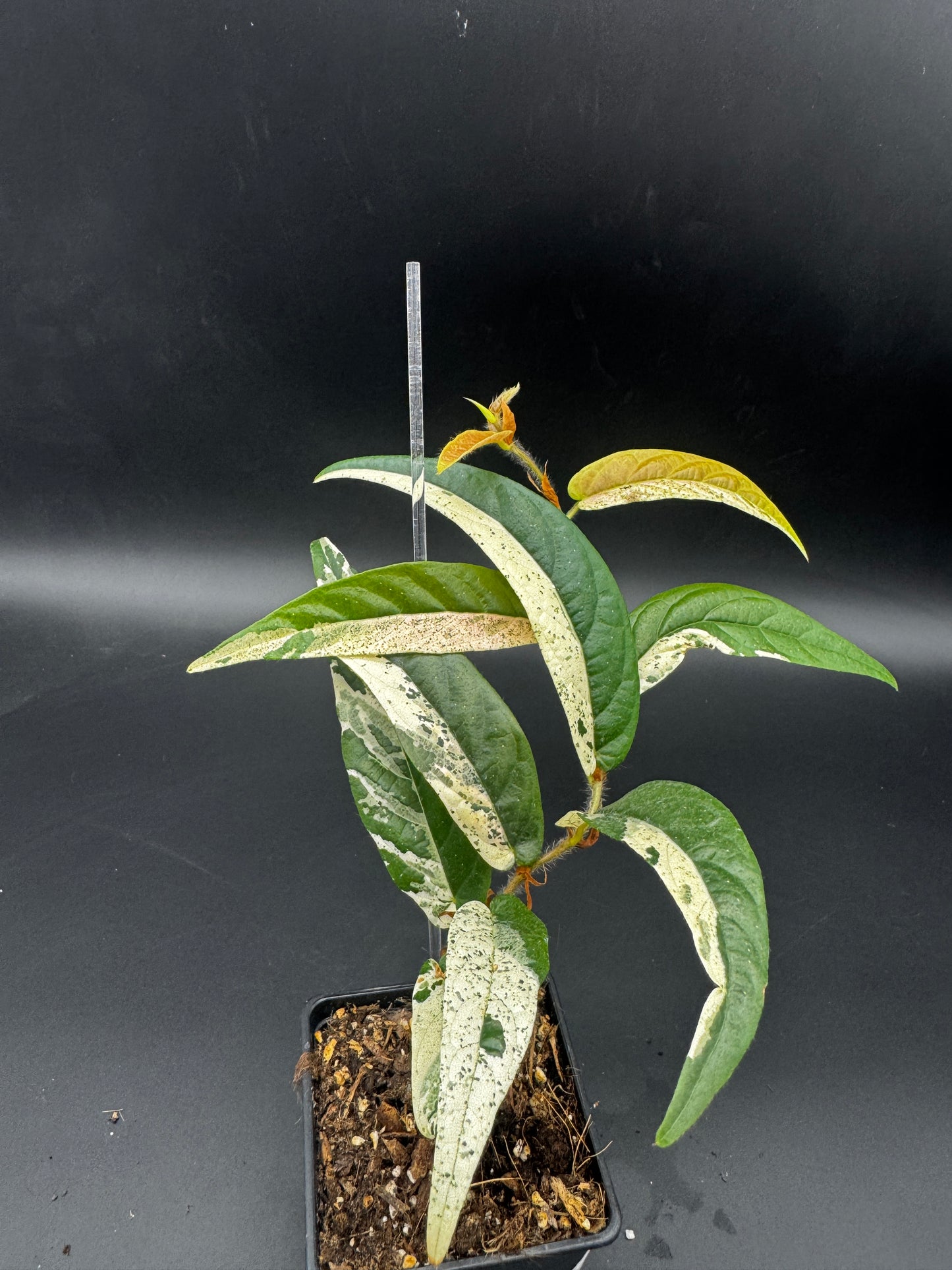 Ficus Sagittata Pink Variegata