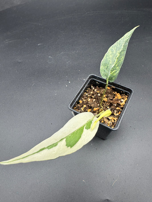 Epipremnum pinnatum Ghostie