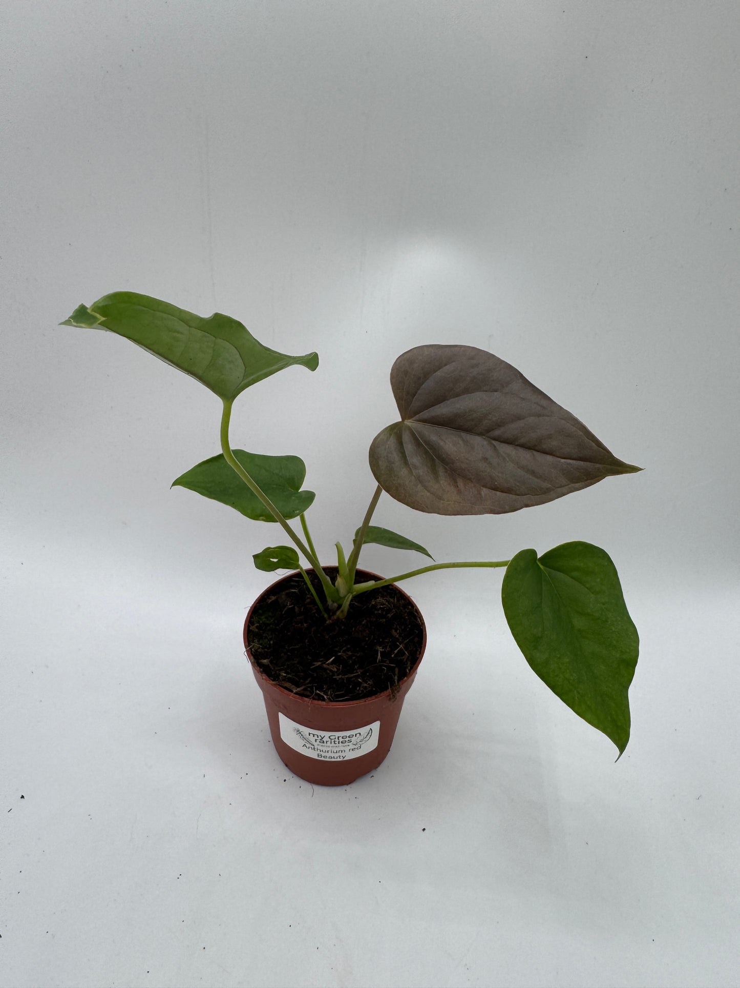 Anthurium red Beauty