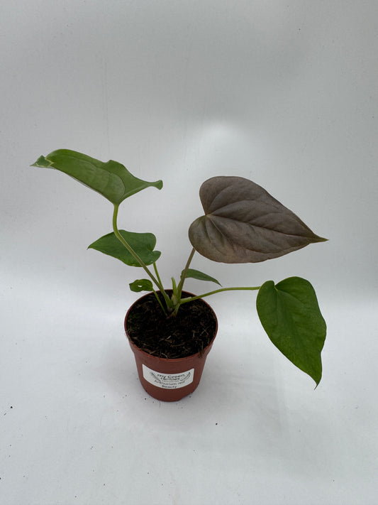 Anthurium red Beauty